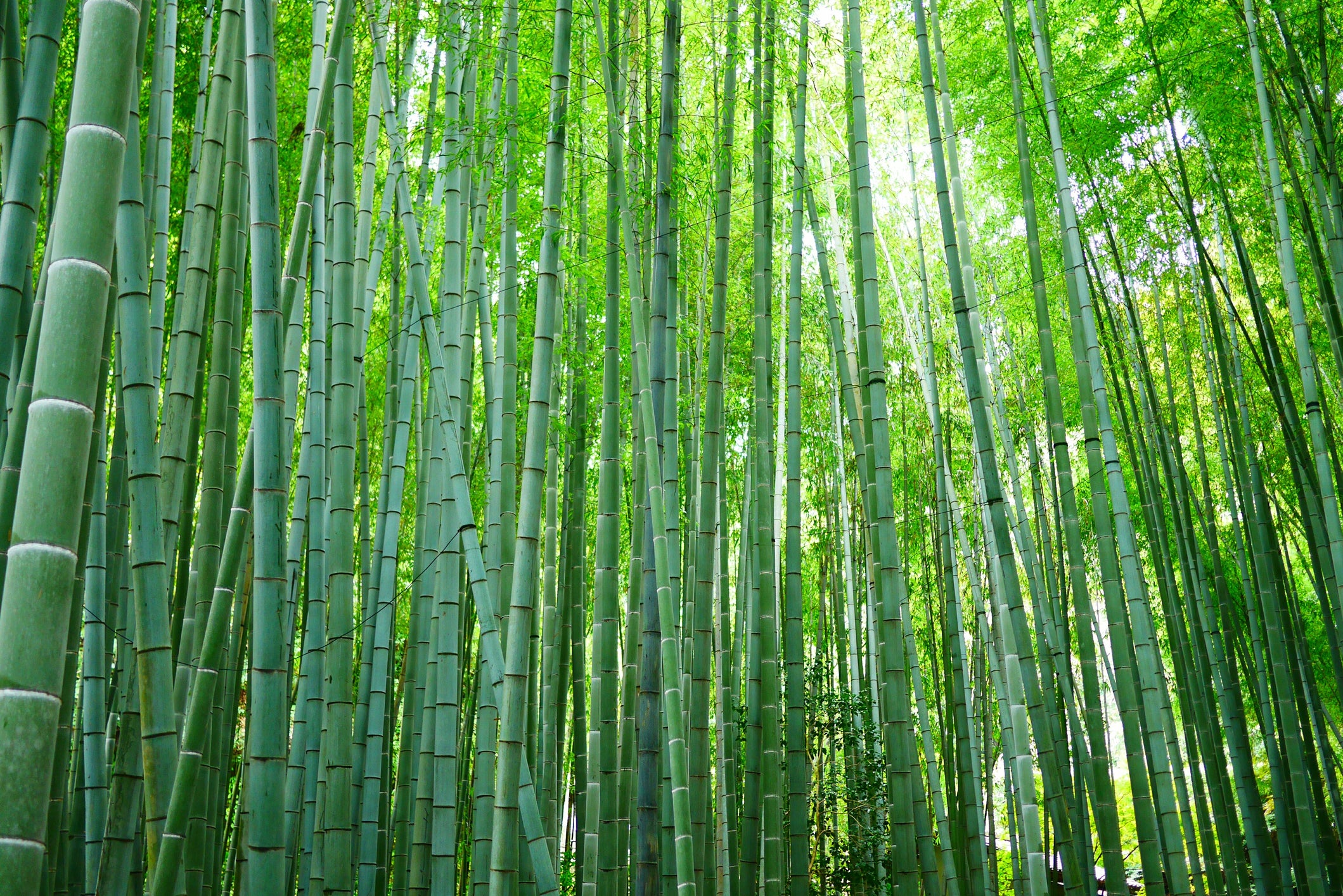 A photo of a bamboo forest that may be harvested to make bamboo viscose fabric for clothing and apparel